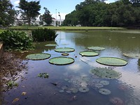 Giant lelies