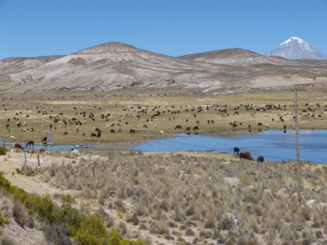 Llama's, vicuña's en alpaca's
