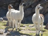 Lama's