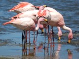 Flamingo's