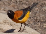 Vogel 1