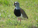 'Vanellus chilensis'