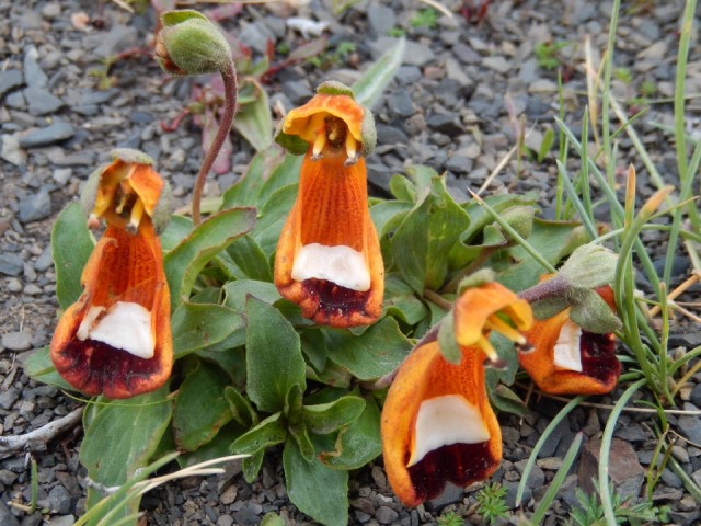 Capachito, Calceolaria uniflora | Foto | Reisblog van Yvonne Mathot