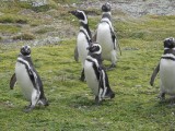 Magellaan-pinguïns