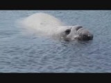 Zee-olifant!