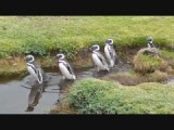 Magellaan pinguïns