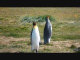King pinguïns