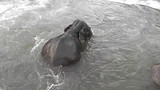 De olifanten worden gewassen in de rivier