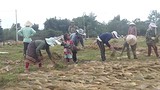 Het drogen van grashalmen voor bezems