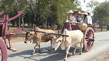 Een ritje met de ossenkar in Sukhotai