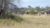 Olifanten in Mahango National Park