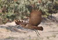 Hamerkop