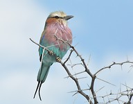 Lilac breasted roller