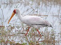 Yellow-billed stork