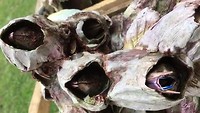 ‘Picorico’s’ (grote, levende zeepokken) klaar voor de curanto