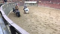 Rodeo, cowboys, paarden en een stier