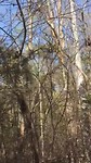 Sifaka in beweging