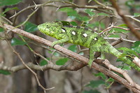 Kameleon in NP ‘Anja’