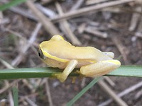 Kikkertje (2,5 cm)