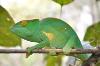 Vrouwelijke versie Parson's kameleon