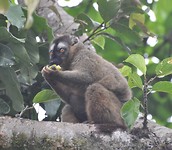 Red fronted brown lemur