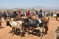 Zebu markt in Ambalavao