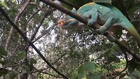 Parson’s kameleon, mannetje, pakt sprinkhaan