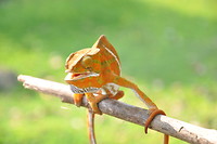 Belted kameleon