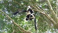 Stoeiende ‘Black& White Ruffed Lemurs’