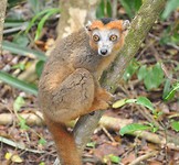 Crowned lemur