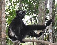 Indri Indri