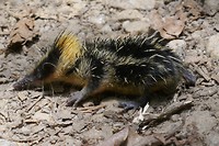 Madagascar ‘Tenrec’