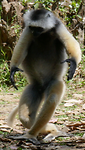 Dancing ‘Diadem Sifaka’