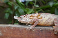 Kameleon
