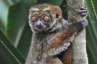 Eastern Wooly Lemur