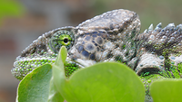 Kameleon met groen oog
