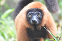 Red Ruffed Lemur