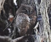Scobs Owl