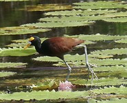 Jacana