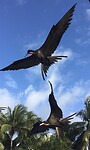 Fregatvogels