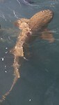‘Verpleegstershaai’ (Nurse shark)