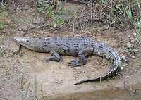 Krokodil