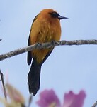 Maskertroepiaal