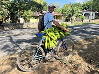 Bananenoogst