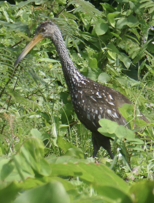Koerlan of Limpkin