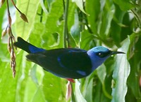 Red-legged honeycreeper