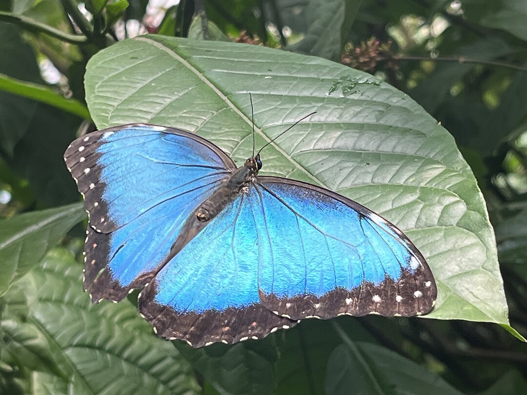 ‘Blue Morpho’ vlinder