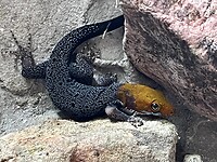 Yellow-headed gecko