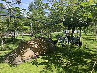Kamperen in Kiwi-boomgaard