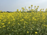 Koolzaadveld